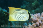 Sparren-Falterfisch (Chaetodon trifascialis), (Sharm el Sheikh, Ägypten, Rotes Meer) - Chevron Butterflyfish (Sharm el Sheikh, Aegypt, Red Sea)