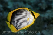 Schwarzrücken Falterfisch (Chaetodon melannotus), (Sharm el Sheikh, Ägypten, Rotes Meer) - Blackbacked Butterflyfisch / Blackback Butterflyfisch (Sharm el Sheikh, Aegypt, Red Sea)