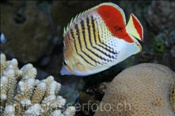 Rotfleck-Falterfisch (Chaetodon paucifasciatus), (Sharm el Sheikh, Ägypten, Rotes Meer) - Eritrean Butterflyfish / Redback Butterflyfish (Sharm el Sheikh, Aegypt, Red Sea)