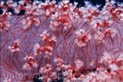 Nahaufnahme einer Klunzingers Weichkoralle (Dendronephthya klunzingeri), (Sharm el Sheikh, Ägypten, Rotes Meer) - Soft Coral (Sharm el Sheikh, Aegypt, Red Sea)