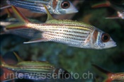 Silberflossen-Husarenfisch (Neoniphon argenteus), (Sharm el Sheikh, Ägypten, Rotes Meer) - Clearfin Squirrelfish (Sharm el Sheikh, Aegypt, Red Sea)