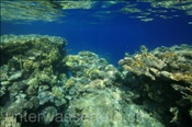 Korallenriff bei Ras Nasrani (Sharm el Sheikh, Ägypten, Rotes Meer) - Coral reef of Ras Nasrani (Sharm el Sheikh, Aegypt, Red Sea)