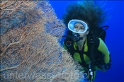 Taucherin mit Riesenfächergorgonie (Annella mollis) bei Ras Nasrani(Sharm el Sheikh, Ägypten, Rotes Meer) - Subadiver and Giant Fan Coral  (Sharm el Sheikh, Aegypt, Red Sea)