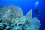 Taucherin mit Riesenfächergorgonie (Annella mollis) bei Ras Nasrani(Sharm el Sheikh, Ägypten, Rotes Meer) - Subadiver and Giant Fan Coral  (Sharm el Sheikh, Aegypt, Red Sea)