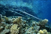Flötenfische (Fistularia commersonii) im Korallenriff (Sharm el Sheikh, Ägypten, Rotes Meer) - Cornetfishes (Sharm el Sheikh, Aegypt, Red Sea)