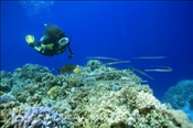 Taucherin mit Flötenfischen (Fistularia commersonii), (Sharm el Sheikh, Ägypten, Rotes Meer) - Scubadiver and Cornetfishes (Sharm el Sheikh, Aegypt, Red Sea)