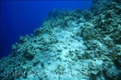 Zerstörtes Korallenriff im Roten Meer (Sharm el Sheikh, Ägypten, Rotes Meer) - Destroyed Coral Reef (Sharm el Sheikh, Aegypt, Red Sea)