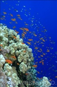 Korallenriff mit vielen Fischen bei Ras Nasrani (Sharm el Sheikh, Ägypten, Rotes Meer) - Coral reef of Ras Nasrani (Sharm el Sheikh, Aegypt, Red Sea)