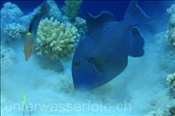 Blaustreifen-Drückerfisch (Pseudobalistes fuscus), (Sharm el Sheikh, Ägypten, Rotes Meer) - Yellow-spotted Triggerfish / Blueline Trigger (Sharm el Sheikh, Aegypt, Red Sea)