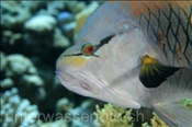 Stülpmaul Lippfisch (Epibulus insidiator), (Sharm el Sheikh, Ägypten, Rotes Meer) - Sling-Jaw Wrasse (Sharm el Sheikh, Aegypt, Red Sea)