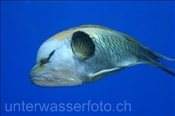 Stülpmaul Lippfisch (Epibulus insidiator), (Sharm el Sheikh, Ägypten, Rotes Meer) - Sling-Jaw Wrasse (Sharm el Sheikh, Aegypt, Red Sea)