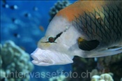 Der Stülpmaul Lippfisch (Epibulus insidiator) bestitzt ein langes röhrenartiges Maul (Sharm el Sheikh, Ägypten, Rotes Meer) - Sling-Jaw Wrasse (Sharm el Sheikh, Aegypt, Red Sea)