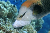 Der Stülpmaul Lippfisch (Epibulus insidiator) bestitzt ein langes röhrenartiges Maul (Sharm el Sheikh, Ägypten, Rotes Meer) - Sling-Jaw Wrasse (Sharm el Sheikh, Aegypt, Red Sea)