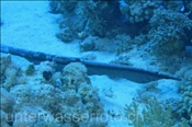 Federschwanz-Stechrochen (Pastinachus sephen), (Sharm el Sheikh, Ägypten, Rotes Meer) - Feathertail Stingray (Sharm el Sheikh, Aegypt, Red Sea)