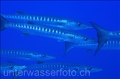 Querbänder Barrakuda (Sphyraena qenie), (Sharm el Sheikh, Ägypten, Rotes Meer) - Blackfin Barracuda (Sharm el Sheikh, Aegypt, Red Sea)