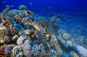 Echte Karettschildkröte (Eretmochelys imbricata) am Woodhouse-Riff in der Strasse von Tiran (Sharm el Sheikh, Ägypten, Rotes Meer) - Hawksbill Sea Turtle (Sharm el Sheikh, Aegypt, Red Sea)