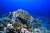 Echte Karettschildkröte (Eretmochelys imbricata) am Woodhouse-Riff in der Strasse von Tiran (Sharm el Sheikh, Ägypten, Rotes Meer) - Hawksbill Sea Turtle (Sharm el Sheikh, Aegypt, Red Sea)