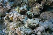 Zwei Buckel-Drachenköpfe (Scorpaenopsis diabolus) liegen gut getarnt im Riff (Sharm el Sheikh, Ägypten, Rotes Meer) - Devil Scorpionfish / False Stonefish (Sharm el Sheikh, Aegypt, Red Sea)