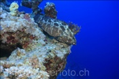 Getarnter Zackenbarsch (Epinephelus polyphekadion), (Sharm el Sheikh, Ägypten, Rotes Meer) - Camouflage Grouper / Marbled Grouper (Sharm el Sheikh, Aegypt, Red Sea)