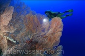 Taucherin im Korallenriff bei Ras Nasrani (Sharm el Sheikh, Ägypten, Rotes Meer) - Scubadiver and Coral reef of Ras Nasrani (Sharm el Sheikh, Aegypt, Red Sea)