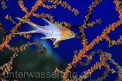 Zweifarben- oder Herzog Schweinslippfisch (Bodianus anthioides), (Sharm el Sheikh, Ägypten, Rotes Meer) - Lyretail Hogfish (Sharm el Sheikh, Aegypt, Red Sea)