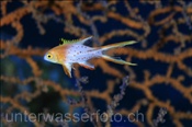 Zweifarben- oder Herzog Schweinslippfisch (Bodianus anthioides), (Sharm el Sheikh, Ägypten, Rotes Meer) - Lyretail Hogfish (Sharm el Sheikh, Aegypt, Red Sea)