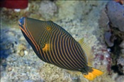 Gelbschwanz Drückerfisch (Balistapus undulatus), (Sharm el Sheikh, Ägypten, Rotes Meer) - Orange-Striped Triggerfish (Sharm el Sheikh, Aegypt, Red Sea)