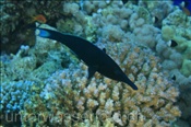 Blauer Vogel-Lippfisch (Gomphosus caeruleus), (Sharm el Sheikh, Ägypten, Rotes Meer) - Bird Wrasse (Sharm el Sheikh, Aegypt, Red Sea)