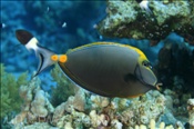Gelbklingen-Nasendoktor (Naso elegans), (Sharm el Sheikh, Ägypten, Rotes Meer) - Orangespine Unicornfish (Sharm el Sheikh, Aegypt, Red Sea)