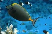 Gelbklingen-Nasendoktor (Naso elegans), (Sharm el Sheikh, Ägypten, Rotes Meer) - Orangespine Unicornfish (Sharm el Sheikh, Aegypt, Red Sea)