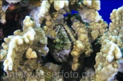 Stachelauster (Spondylus varians) in Korallenstock eingewachsen (Sharm el Sheikh, Ägypten, Rotes Meer) - Thorny Oyster (Sharm el Sheikh, Aegypt, Red Sea)