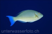 Langnasen Papageienfisch (Hipposcarus harid), (Sharm el Sheikh, Ägypten, Rotes Meer) - Longnose Parrotfish  (Sharm el Sheikh, Aegypt, Red Sea)