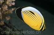 Polypen Falterfisch (Chaetodon austriacus), (Sharm el Sheikh, Ägypten, Rotes Meer) - Polyp Butterflyfisch / Blacktail Butterflyfisch (Sharm el Sheikh, Aegypt, Red Sea)