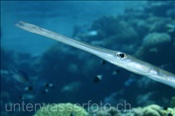 Flötenfisch (Fistularia commersonii), (Sharm el Sheikh, Ägypten, Rotes Meer) - Cornetfishes (Sharm el Sheikh, Aegypt, Red Sea)