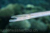 Flötenfisch (Fistularia commersonii), (Sharm el Sheikh, Ägypten, Rotes Meer) - Cornetfishes (Sharm el Sheikh, Aegypt, Red Sea)
