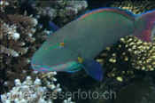 Masken-Papageienfisch (Cetoscarus bicolor), (Sharm el Sheikh, Ägypten, Rotes Meer) - Bicolour Parrotfish  (Sharm el Sheikh, Aegypt, Red Sea)