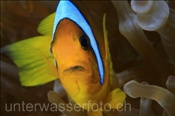 Rotmeer Anemonenfisch (Amphiprion bicinctus), (Sharm el Sheikh, Ägypten, Rotes Meer) - Twoband Anemonefish / Red Sea Anemonefish (Sharm el Sheikh, Aegypt, Red Sea)