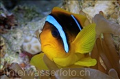 Rotmeer Anemonenfisch (Amphiprion bicinctus), (Sharm el Sheikh, Ägypten, Rotes Meer) - Twoband Anemonefish / Red Sea Anemonefish (Sharm el Sheikh, Aegypt, Red Sea)