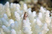 Rotmeer Kammzahn-Schleimfisch (Ecsenius dentex), (Sharm el Sheikh, Ägypten, Rotes Meer) - Red Sea Combthooth Blenny (Sharm el Sheikh, Aegypt, Red Sea)