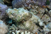 Buckel-Drachenkopf (Scorpaenopsis diabolus) liegt gut getarnt im Riff (Sharm el Sheikh, Ägypten, Rotes Meer) - Devil Scorpionfish / False Stonefish (Sharm el Sheikh, Aegypt, Red Sea)