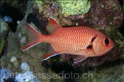 Weißsaum-Soldatenfisch (Myripristis murdjan), (Sharm el Sheikh, Ägypten, Rotes Meer) - Whiteedged Soldierfish (Sharm el Sheikh, Aegypt, Red Sea)