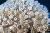Plapper-Pumpkoralle (Heteroxenia fuscescens), (Sharm el Sheikh, Ägypten, Rotes Meer) - Soft Coral (Sharm el Sheikh, Aegypt, Red Sea)