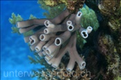 Kolonie-Siphonschwamm (Siphonochalina siphonella), (Sharm el Sheikh, Ägypten, Rotes Meer) - Colonial Tube-Sponge (Sharm el Sheikh, Aegypt, Red Sea)
