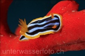 Prachtsternschnecke (Chromodoris quadricolor) auf einem Schwamm (Sharm el Sheikh, Ägypten, Rotes Meer) - Harlequin Nudibranch (Sharm el Sheikh, Aegypt, Red Sea)