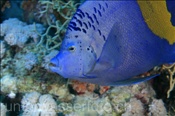 Arabischer Kaiserfisch (Pomacanthus maculosus), (Sharm el Sheikh, Ägypten, Rotes Meer) - Arabian Angelfish (Sharm el Sheikh, Aegypt, Red Sea)