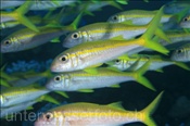 Gelbflossen-Meerbarben (Mulloidichthys vanicolensis), (Sharm el Sheikh, Ägypten, Rotes Meer) - Yellow Goatfish / Yellowfin Goatfish (Sharm el Sheikh, Aegypt, Red Sea)