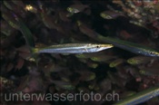 Gelbschwanz Barrakuda (Sphyraena flavicauda), (Sharm el Sheikh, Ägypten, Rotes Meer) - Yellowtail Barracuda (Sharm el Sheikh, Aegypt, Red Sea)
