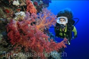 Taucherin mit Weichkorallen bei Ras Nasrani (Sharm el Sheikh, Ägypten, Rotes Meer) - Scubadiver and Soft corals (Sharm el Sheikh, Aegypt, Red Sea)