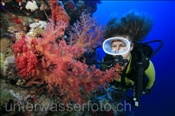 Taucherin mit Weichkorallen bei Ras Nasrani (Sharm el Sheikh, Ägypten, Rotes Meer) - Scubadiver and Soft corals (Sharm el Sheikh, Aegypt, Red Sea)