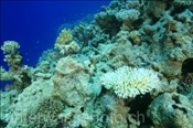 Gebleichte Koralle im Roten Meer (Sharm el Sheikh, Ägypten, Rotes Meer) - Bleached Coral (Sharm el Sheikh, Aegypt, Red Sea)
